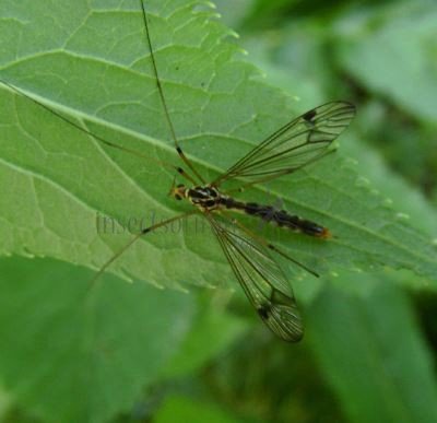 Nephrotoma flavescens
