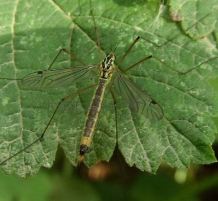 Nephrotoma sp