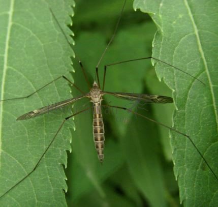 Tipula lunata-1