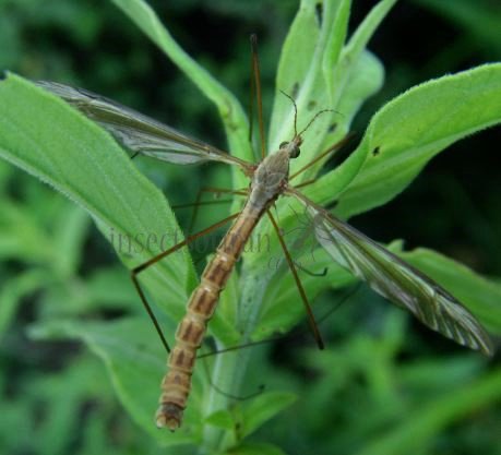 Tipula oleracea