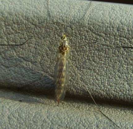 Tipula sp