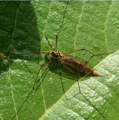 Nephrotoma appendiculata-1