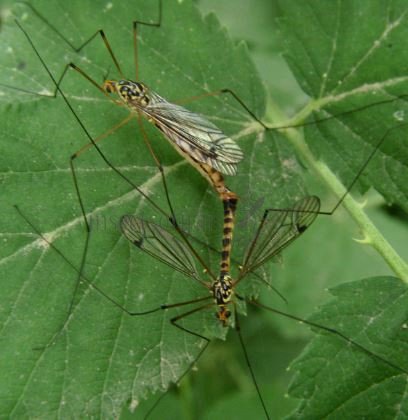 Nephrotoma appendiculata-6