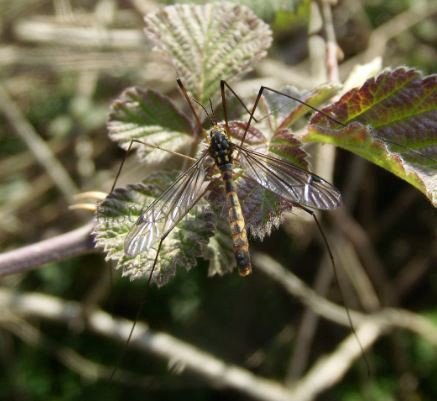 Nephrotoma appendiculata-9