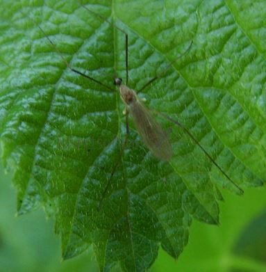 Trichoceridae-3