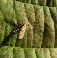 Trichoceridae-پشه