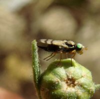 Ulidiidae
