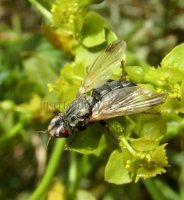 Dorycera sp-1