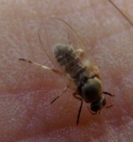 Xylophagidae