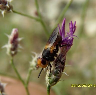 Conopidae