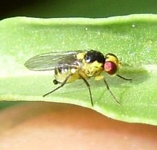 Agromyzidae
