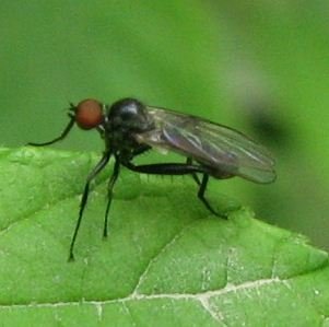 Hybotidae
