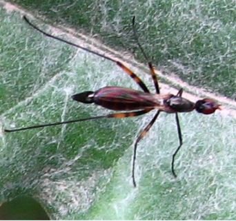 Micropezidae