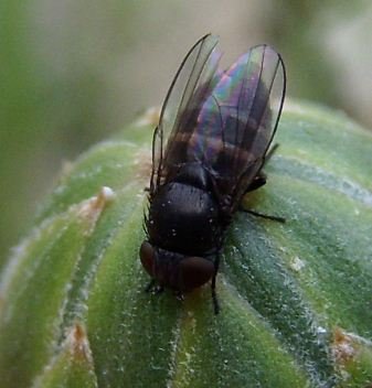 Phoridae