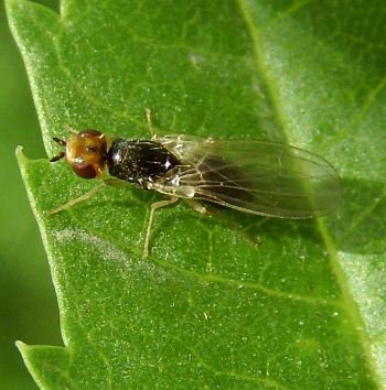Psilidae