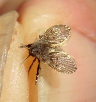 Psychodidae