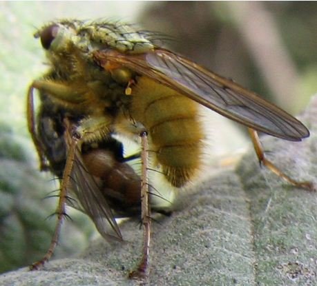 Scatophagidae