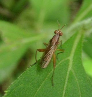 Elgiva cucularia