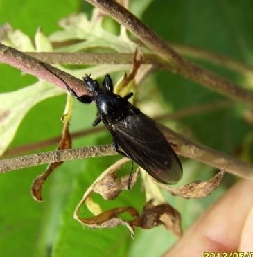 Bibionidae