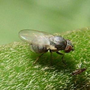 Chamaemyiidae