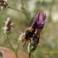 Conopidae