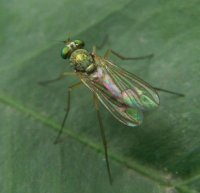 Dolichopodidae