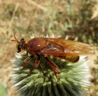 Asilidae