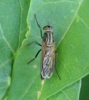 Therevidae
