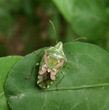  Cyphostethus tristriatus