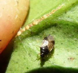  Anthocoridae