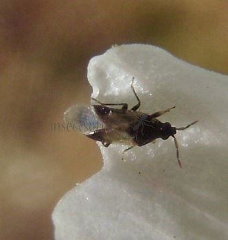  Anthocoridae