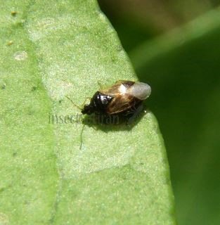 Orius niger