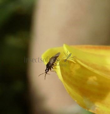 Orius niger-2