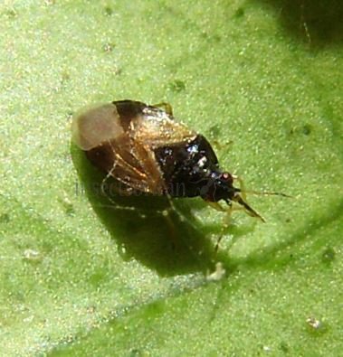 Orius niger-4