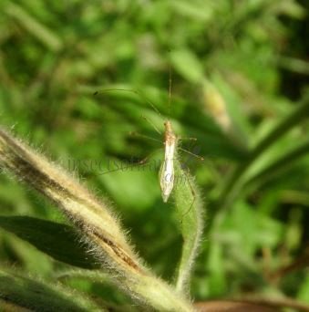 Neoneides muticus-6