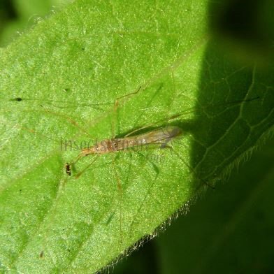 Jalysus spinosus-1