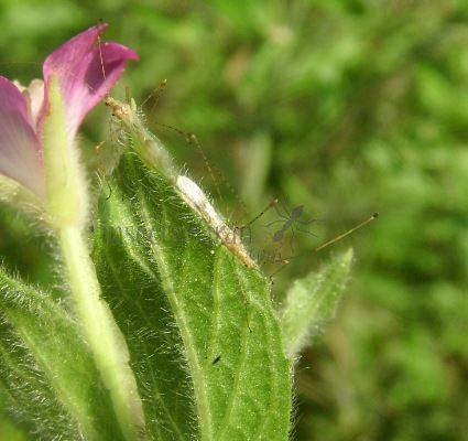 Neoneides muticus