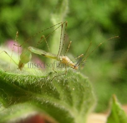 Neoneides muticus-2