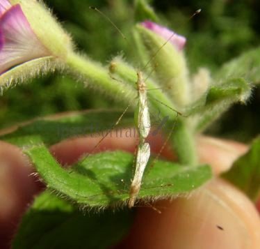 Neoneides muticus-3