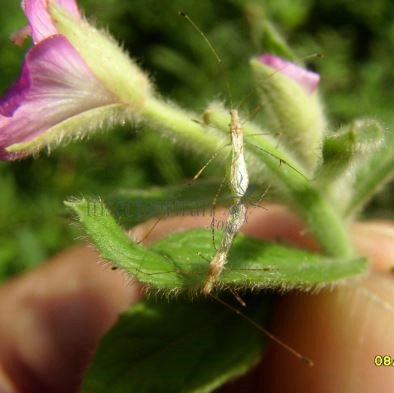 Neoneides muticus-4