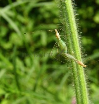 Neoneides muticus-5