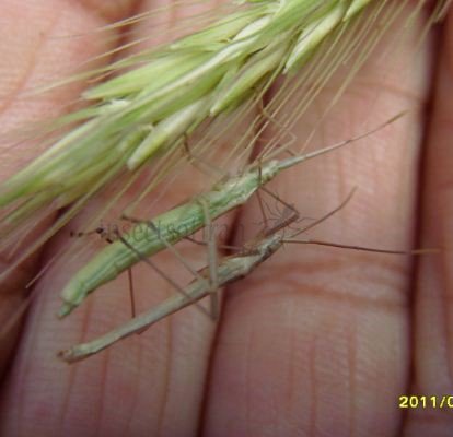Berytidae-2