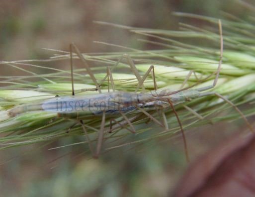 Berytidae-3
