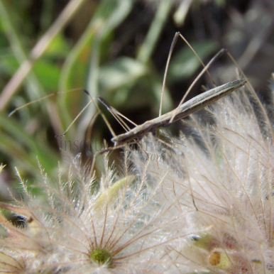 Neides tipularius -1