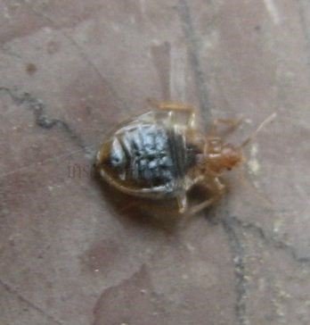 Cimex lectularius-1