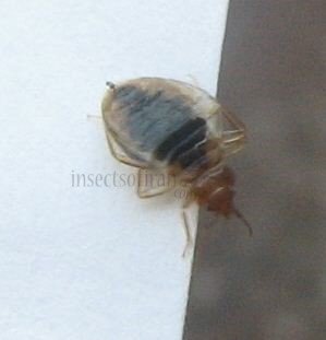 Cimex lectularius-2