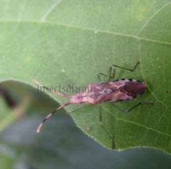 Coreidae