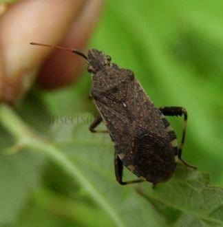 Anoplocerus elevatus