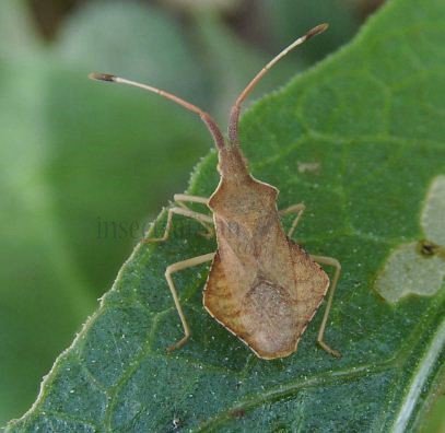 Coreus marginatus -5
