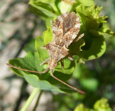 Centrocoris sp
